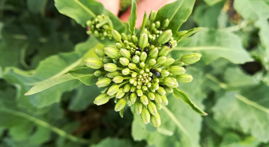 Słodyszek rzepakowy; Fot. A. Kobus 112 insektycydów do ochrony rzepaku w Polsce, na Litwie tylko 15