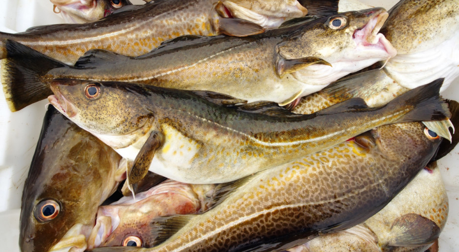 Ekolodzy apelują o zakończenie nadmiernych połowów na Bałtyku