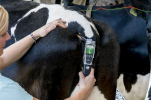 Nowoczesny termometr zmierzy i zapisze temperaturę krowy