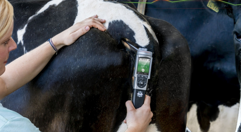 Nowoczesny termometr zmierzy i zapisze temperaturę krowy Bydło i mleko