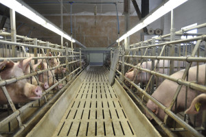 KZP-PTCh: Wstrzymanie eksportu wieprzowiny do USA odczuje cała branża