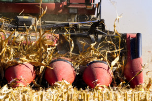 Ukraina: Do 18 października zebrano ponad 15 mln ton kukurydzy