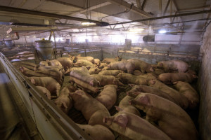 UE: Ceny świń rzeźnych stabilizują się 