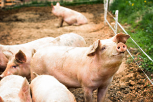 Ardanowski: USA ze względów politycznych wstrzymały import wieprzowiny z Polski