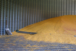 Pszenica po 760-810 zł/t – prognoza cen zbóż na najbliższe miesiące 