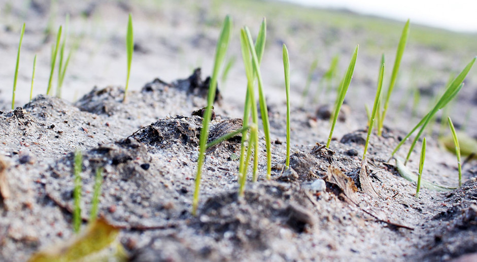 Późne siewy pszenicy ozimej po zbiorach buraka cukrowego czy kukurydzy na ziarno to już standard agrotechniczny praktykowany w wielu gospodarstwach Nie bójmy się listopadowego siewu