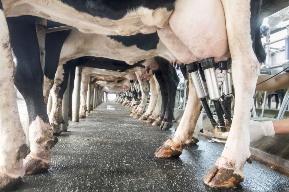 Rosnące koszty produkcji przy niezmienionych cenach mleka pogarszają rentowność produkcji, fot. Shutterstock