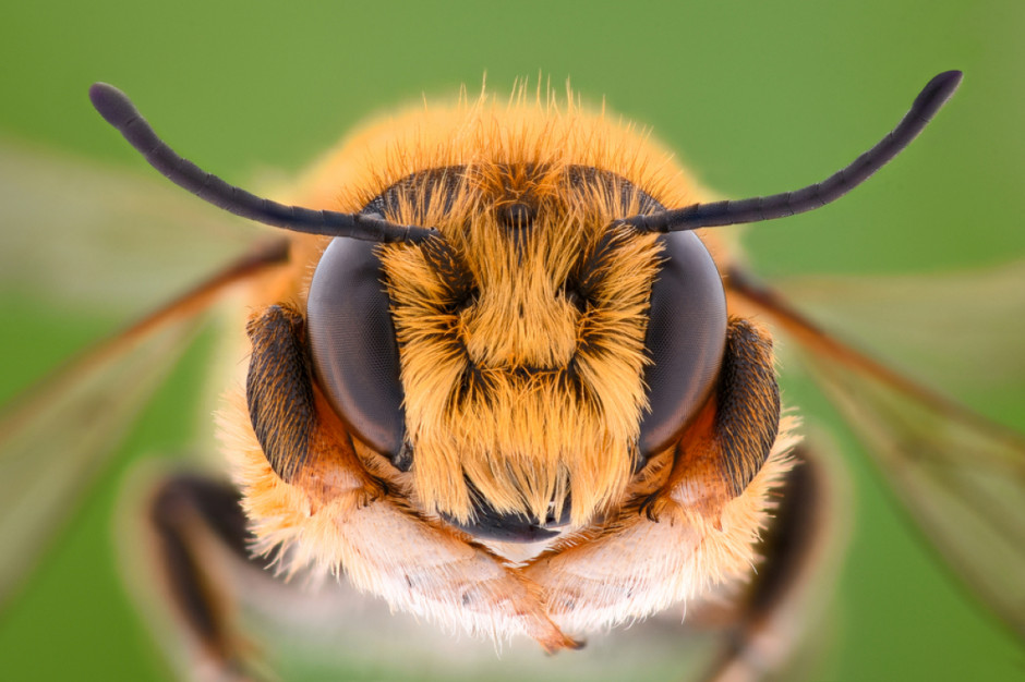 Wystawa "Pszczoły i ich rola w przyrodzie" powstała w Uniwersyteckim Centrum Przyrodniczym, by o roli pszczół dowiedziało się jak najwięcej osób.fot. Shutterstock