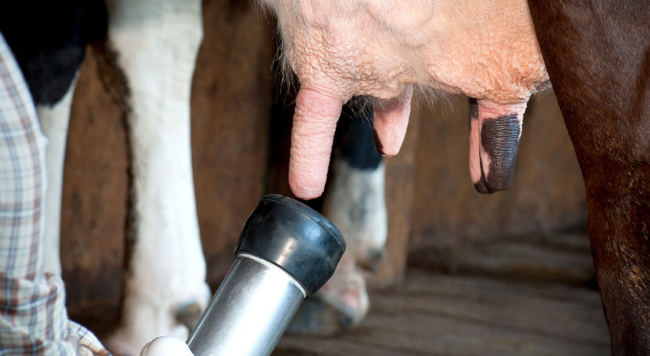 Walka z mastitis w stadzie to przede wszystkim wprowadzenie do rutyny czynności okołoudojowych poudojowej dezynfekcji strzyków Najlepsze praktyki zapobiegające mastitis