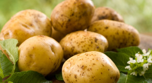 Ograniczenie wtórnego kiełkowania ziemniaków