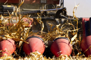 Ukraina: Do 1 listopada zebrano prawie 59 mln ton ziarna zbóż