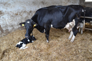 Cielność krów potwierdzą próbki mleka
