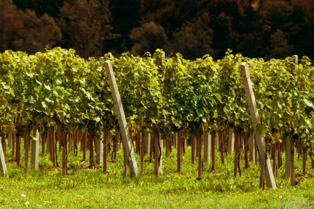 Copa i Cogeca prognozują historycznie niską produkcję wina w sezonie 2021/2022