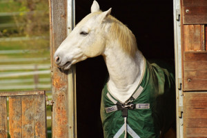 Giżyński: Hodowla koni może być finansowana z zakładów konnych