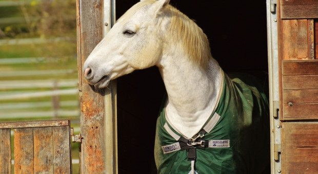 7 grudnia odbędzie się w Warszawie zimowa aukcja koni