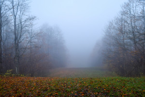 IMiGW ostrzega przed gęstą mgłą w siedmiu województwach