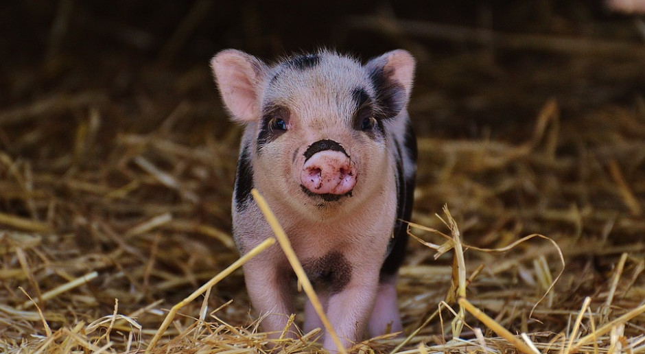 fot. Pixabay Zabrakło pieniędzy na refundację wydatków na bioasekurację