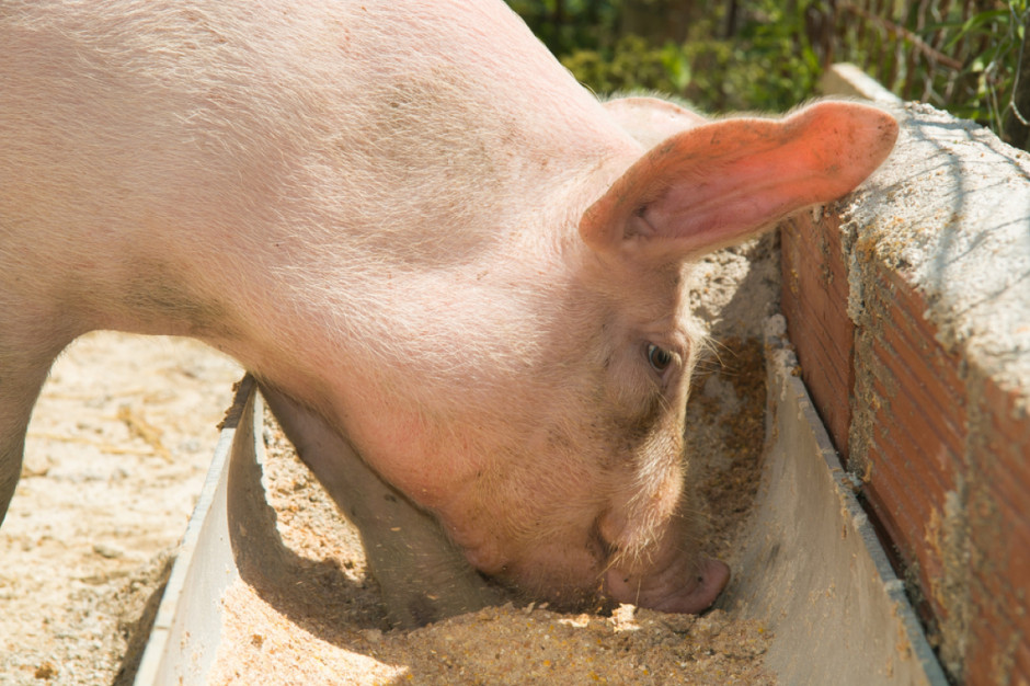 Czy hodowca zwierząt może się pozbyć nadmiaru zbóż i uzyskać dopłatę? fot. shutterstock
