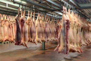 Niemcy: Ubito mniej świń 