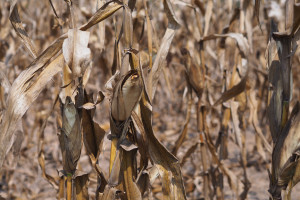 IERiGŻ: straty w rolnictwie z powodu suszy zapewne podobne do tych z ubiegłego roku