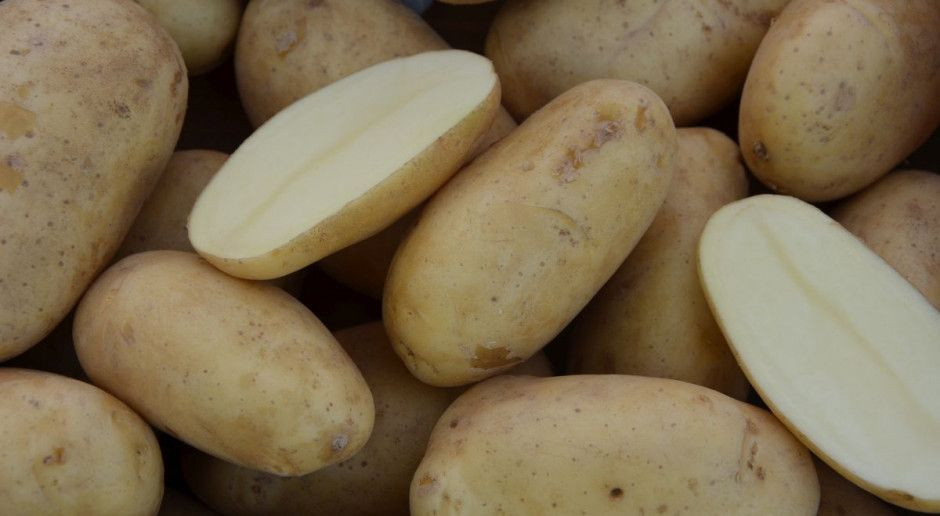 Cena ziemniaka jest satysfakcjonująca, fot. M. Tyszka Popyt na ziemniaka dość wysoki, co z ceną?