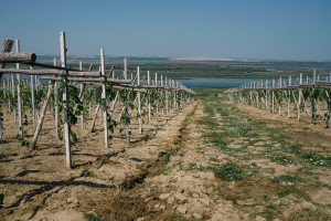 Rośnie import mołdawskich winogron
