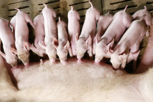 Dążenie do ekstremalnych wyników produkcyjnych świń, nie zawsze jest uzasadnione