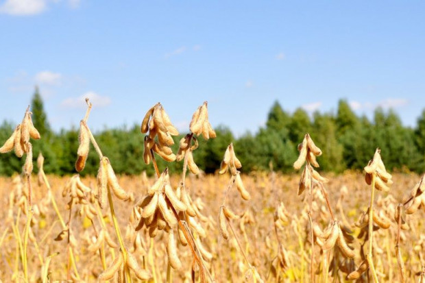 Fot.W.Konieczny IGC obniża światową prognozę produkcji soi w sezonie 2018/2019