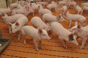 W 2019 r. pogłowie świń w Polsce będzie niższe, przynajmniej o 4-5 proc.