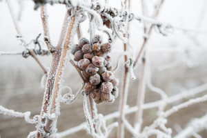 Jasło: Winiarze skorzystali z mroźnej pogody - robią lodowe wino