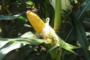 PDO 2018: Plon kukurydzy ziarnowej – odmiany wczesne