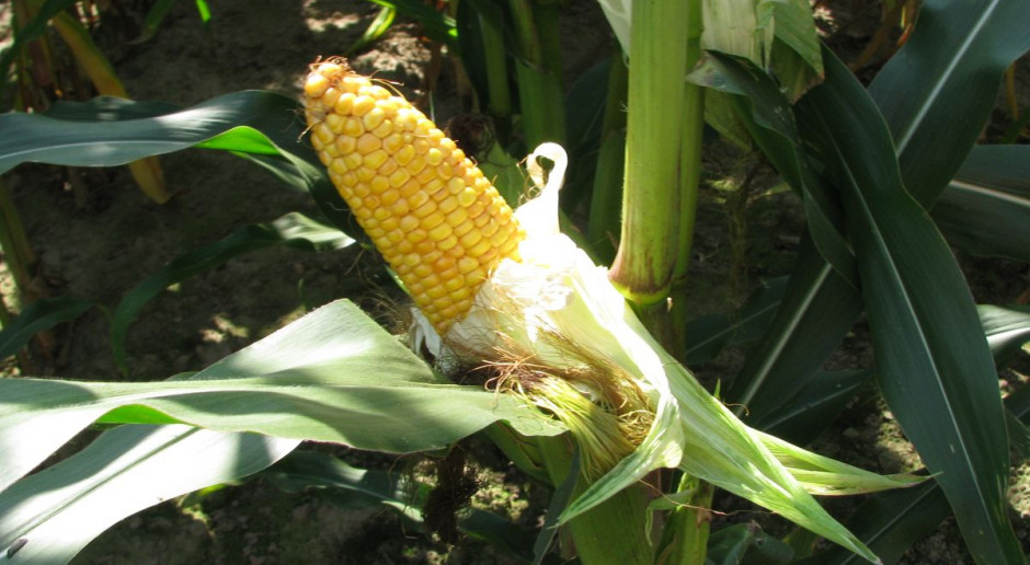 PDO 2018: Plon kukurydzy ziarnowej – odmiany wczesne