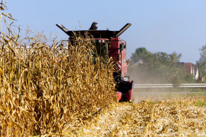 Niemcy: Drastyczny spadek plonów kukurydzy na kiszonkę i na ziarno
