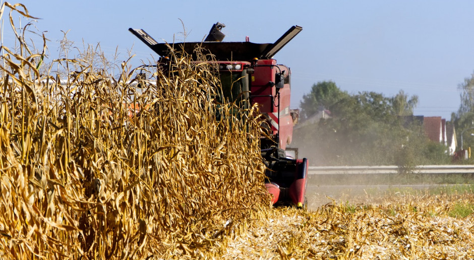 Fot.pixabay.com Niemcy: Drastyczny spadek plonów kukurydzy na kiszonkę i na ziarno