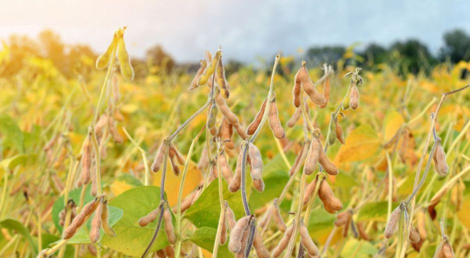 fot. Shutterstock Większa możliwość ochrony roślin bobowatych?