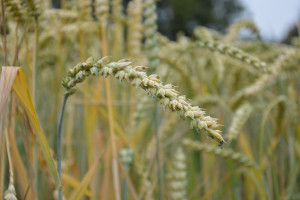 FAO: Najnowsza, światowa prognoza produkcji zbóż