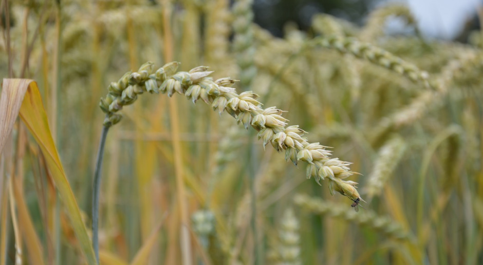 Globalna produkcja pszenicy w 2018 r. jest szacowana na 725,1 mln t; Fot. Katarzyna Szulc FAO: Najnowsza, światowa prognoza produkcji zbóż