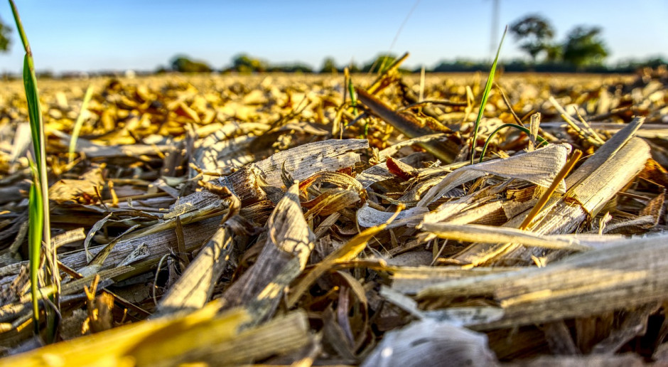 Fot.pixabay.com Ukraina: Kończą się zbiory