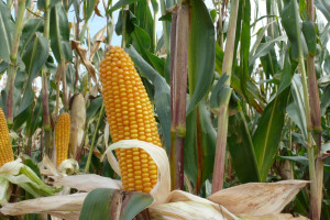 PDO 2018: Plon kukurydzy ziarnowej – odmiany średnio późne