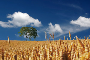 USDA: Wzrosła prognoza światowej produkcji pszenicy w sezonie 2018/2019 