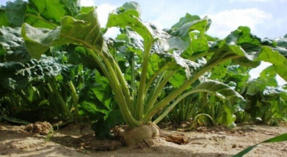 Słodki cukier bez kalorii; Fot. farmer.pl Cukier z buraka bez kalorii