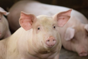 ASF: Do tej pory zabito w Chinach ponad 630 000 świń