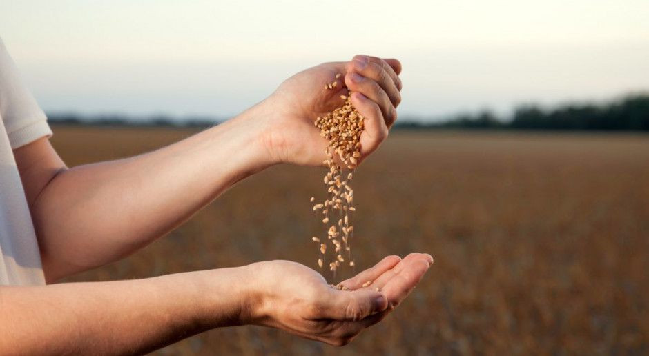 Jak wybrać najepszą odmianę? fot. Shutterstock Nowoczesna odmiana - czyli jaka? O tym na konferencjach regionalnych "Farmera"