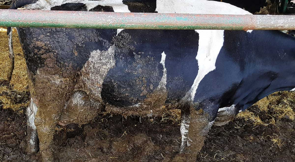 W przypadku środowiskowych czynników infekcyjnych (mastitis na tle środowiskowym) ich rezerwuarem jest całe środowisko przebywania zwierząt, legowiska, ściółka, fot. M. Gołębiewski Środowiskowe formy mastitis