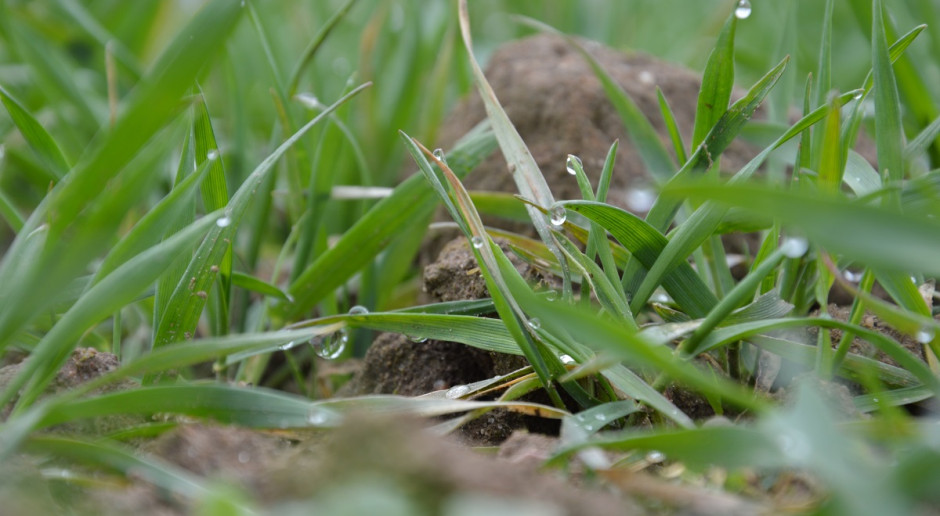 Fot. K. Szulc Wiosenne nawożenie pszenicy ozimej na konferencjach "Farmera"