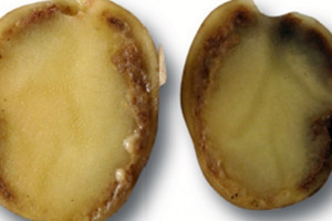 Skuteczność dezynfekcji powierzchni skażonej kwarantannowymi patogenami ziemniaka