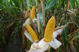 Kukurydza na ziarno – czym się kierować przy doborze odmiany?