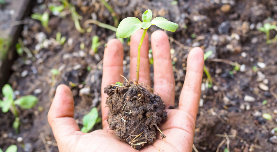 fot. shutterstock O sorpcji gleby z NaturalCrop