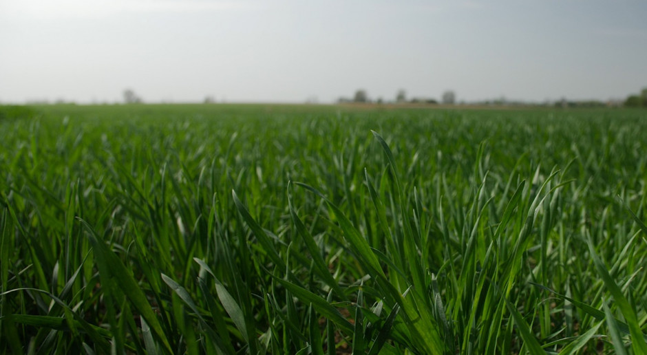 fot. A. Kobus Jaką przyjąć strategię nawożenia zbóż ozimych na wiosnę? O tym na konferencjach "Farmera"