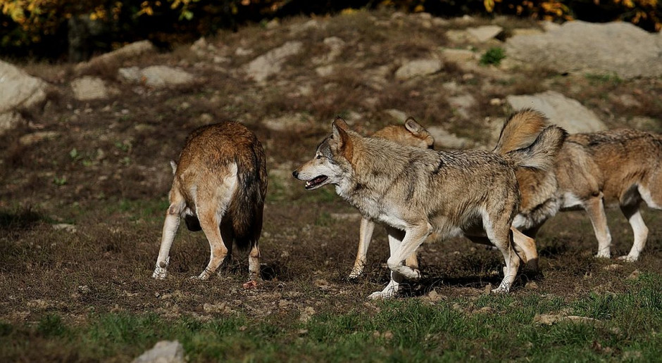 Wilki zaatakowały w sąsiedztwie budynków mieszkalnych foto: pixabay Wataha wilków wtargnęła do gospodarstwa i zagryzła 17 danieli